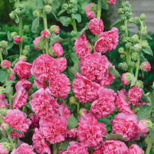 Nalba de gradina Chaters Rose