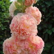 Nalba de gradina Double Chaters Salmon Pink