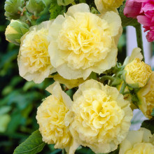 Nalba de gradina Double Yellow