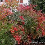Nandina domestica-Bambusul sfant