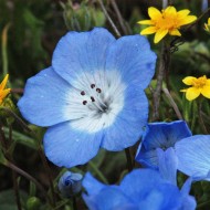 Nemophila menziesii Baby Blue Eyes