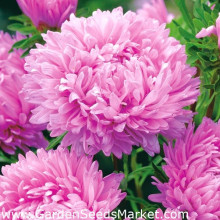Ochiul boului-Callistephus chinensis Paeony Pink