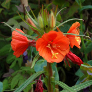Oenothera Versicolor Sunset Boulevard 