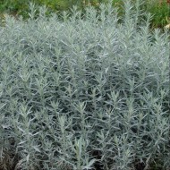 Pelin de argint-Artemisia Ludoviciana