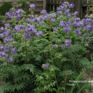 ﻿Polemonium Caeruleum-Jacob's Ladder Blue