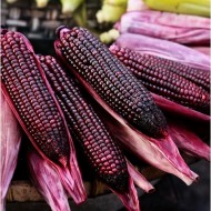 Porumb dulce Purple Corn