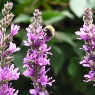 Rachitan-Lithrum Salicaria