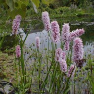 Raculet-Polygonum bistorta