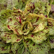 Radicchio Variegata di Castelfranco