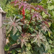 Ricin-Ricinus Communis
