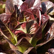Salata verde Red Romaine-Red Cos Lettuce