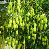 Salcam japonez-Sophora japonica