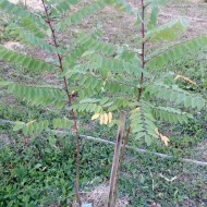 Salcam roz-Robinia Hispida