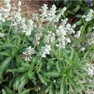 Salvia Farinacea Victoria White