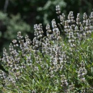 Salvia Mellifera-Black Sage