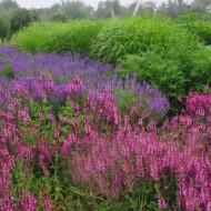 Salvia Nemorosa Rose Queen