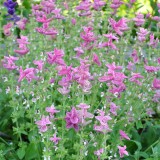 Salvia viridis mix