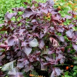 Shiso red