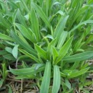﻿Stridolo-Silene vulgaris