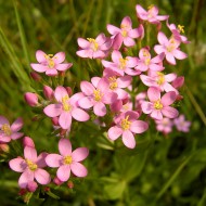 Tintaura-Centaurium erythraea