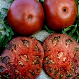 Tomate Black Krim