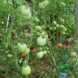 Tomate Buzau 50