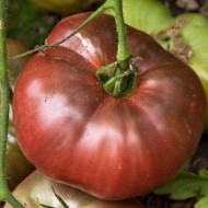 ﻿Tomate Cherokee Purple