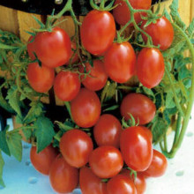 Tomate cherry Crovarese