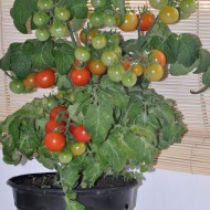 Tomate cherry Minibel