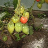 Tomate Inima de bou