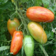 Tomate Speckled Roman