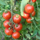 Tomate Tigerella