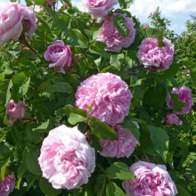 Trandafir de dulceata Jaques Cartier