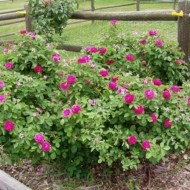 Trandafir de dulceata Rose de Rescht