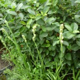 Tuberoze-Polianthes tuberosa
