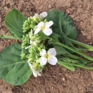 Varza Chinese Kale-Large Leaf
