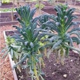 Varza kale Nero di Toscana