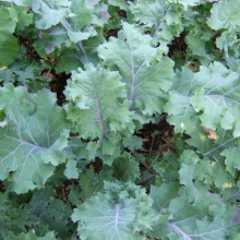 Varza Siberian Kale