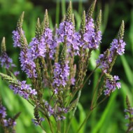 Verbena Hastata Blue Vervain
