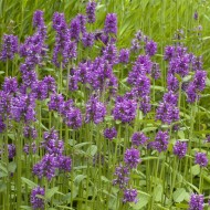 Vindecea-Stachys officinalis