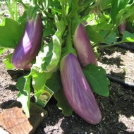 Vinete Lavender Touch