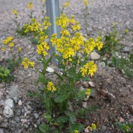 Winter Cress-Barbarea Vulgaris
