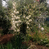 Yucca filamentosa