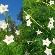 Zorele-Ipomoea Cardianal Climber White