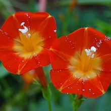 Zorele-Ipomoea Hederifolia Orange