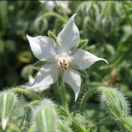 Limba mielului-Borago officinalis alba