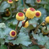 Spilanthes Acmella