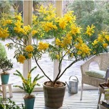 Acacia dealbata-Mimoza