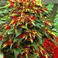 Amaranthus tricolor Splendens