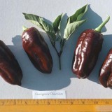 Ardei gras Georgescu chocolate